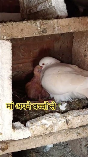 मां अपने बच्चों से 🕊️🥰