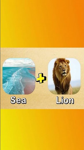 Literal vs Reality English Compound Words Compilation