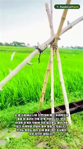 나무 지렛대 두레박으로 논에 물 대는 전통 관개법