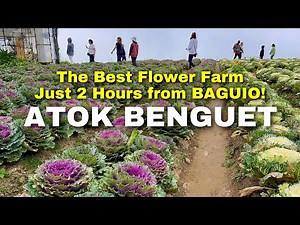 Northern Blossom Flower Farm in Atok, Benguet | The Best Flower Farm Just 2 Hours from Baguio City!