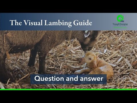 The Visual Lambing Guide: Question and Answer