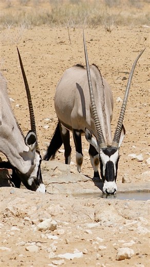Gemsboks Drinking Water Wincent epL5g #wildlife #nature #Antelope | HAWI Studios