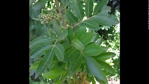 A watch out request for residents of Otumoetai for the Brazilian pepper tree. Recently a number of Brazilian pepper trees were found on the border of Fergusson Park. It is suspected that there may be more in the area and we need residents to keep an eye out and report any that they see. Brazilian pepper tree (otherwise known as the Christmas Berry) is an evergreen bushy tree that grows 3 – 7m tall with dense and intertwining branches. It is a toxic plant that is highly invasive and smells like t