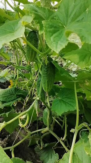 Cucumber Plant Care: Trimming Tips for Healthy Growth