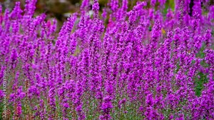 Lythrum salicaria or purple-loosestrife or The Beast or Purple Tide or Purple Scourge or Beautiful Killer. Light yellow butterfly feeds on the nectar of bright purple flowers on a sunny summer day.