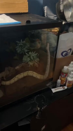 Understanding Reptiles: Unique Behavior of Ball Pythons