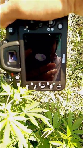 #nikond7200 flower closeup photography samples.