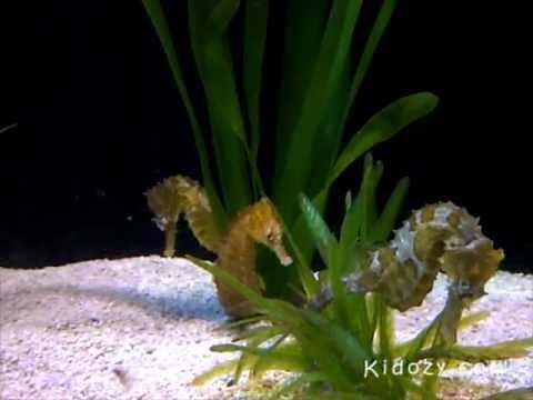 Cute Seahorse Swimming - Video for Kids