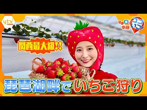 関西最大級！琵琶湖畔に誕生した「湖と苺」で至福のいちご狩り体験【す・またん！】