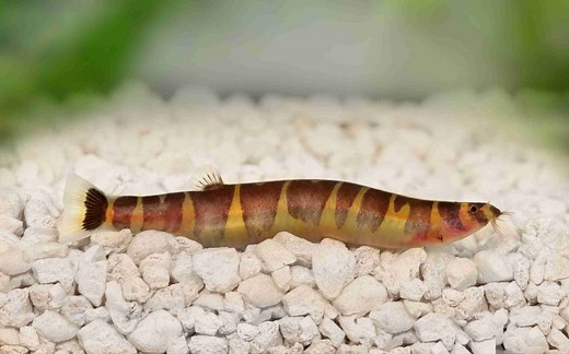 Do Kuhli Loaches Eat Snails? Diet, Tank Conditions, & Care