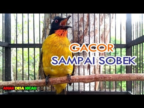 Kutilang Emas Gacor Full Isian