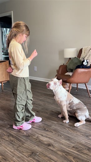 Training a Massive American Bully Pup