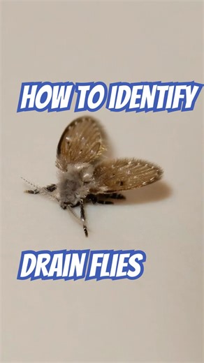 Drain Flies ID | DoMyOwn.com