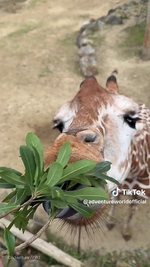 アドベンチャーワールドでの思い出と楽しみ