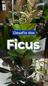 14 reactions | Você conhece os diferentes tipos de Ficus? ✨ No vídeo de hoje, vamos mostrar 5 tipos de Ficus e queremos ver se você consegue identificar todos! Assista ao vídeo e escreva nos comentários o nome de cada espécie na ordem em que aparece. Vamos ver quem acerta!  #Ficus #IdentificaçãoDePlantas #DesafioDePlantas #PlantasDeInterior #Jardinagem #Natureza #AmorPorPlantas #ForthJardim | Forth Jardim | Facebook