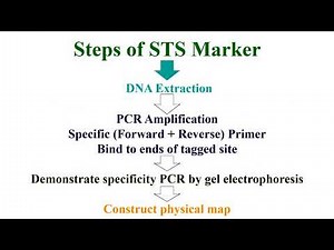 Principle and Steps of STS Marker