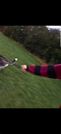 chihiro was in my head so I recorded #fyp #viral #billieeilish #avacado #chihiro @BILLIE EILISH @Billie Eilish Home