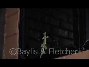 Parachute Gecko at night, Malaysia. 20210324_204841.uhd