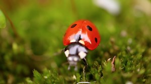 Close-up Wildlife Of Ladybug In Green Grass Stock Footage SBV-338539021 - Storyblocks
