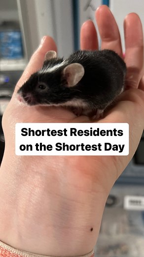 1.6K views · 57 reactions | Mice, mice baby  On the shortest day of the year, we are celebrating our shortest residents. Luckily, Melman makes sure to celebrate them everyday… #catcafebk #rescue #adoptdontshop #brooklyn #catrescue #adopt #brooklyncats #bbawc #spayandneuter #trapneuterreturn | Brooklyn Cat Cafe | Facebook