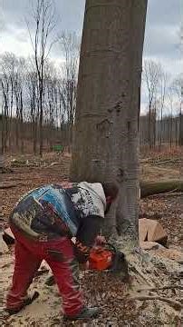 husqvarna 390 xp Mátra bükk döntés amikor a legszebb fa szakad össze