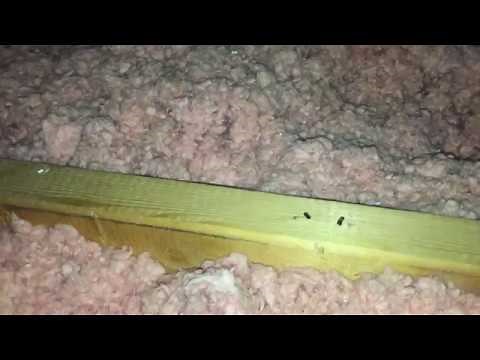 MICE VS. BAT DROPPINGS - RAIDER WILDLIFE CONTROL