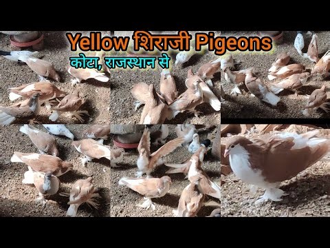 शिराजी कबूतर 🕊️ Yellow Shiraji Pigeon Collection ❤️ कोटा, राजस्थान से 📞 9529449030