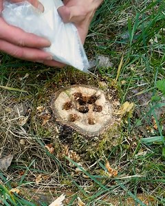 How to destroy a tree stump