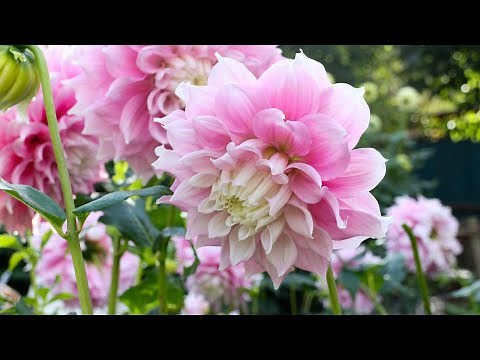 ダリアの育て方。簡単な冬越しと植え付けのポイント