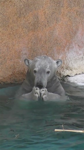 Hou morning treasure hunt was a success! She got a sweet potato! #TennojiZoo #Hou-chan #PolarBear