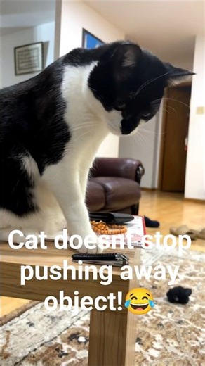 Cat doesnt stop pushing away object! #cat #funny #catlover #love