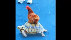 Funny pets and animals - Febuary 19 2019 Compilation