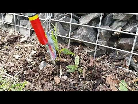 WOLF-Garten multi-star® distelsteker (demo)