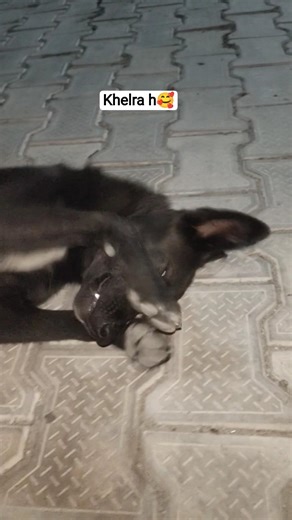 khelne ka mun h 🥰 #doggybestfriend #viralvideosong #doglove #cutepuppy #funny #