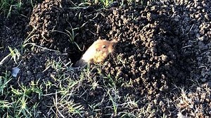 'It's unplayable': Gopher infestation creates big problems for Sacramento high school baseball team