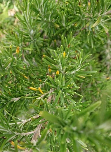 | Gardener report.com
