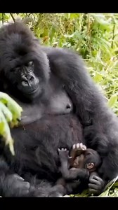 Gorilla Trekking in Africa: An Unforgettable Wildlife ExperienceGorilla trekking in Africa offers a unique opportunity to observe endangered mountain gorillas in their natural habitat. Primarily conducted in countries like Uganda, Rwanda, and the Democratic Republic of Congo, this adventure combines thrilling hikes through dense forests with the chance to witness these majestic primates up close. The experience not only provides insight into gorilla behavior and conservation efforts but also sup