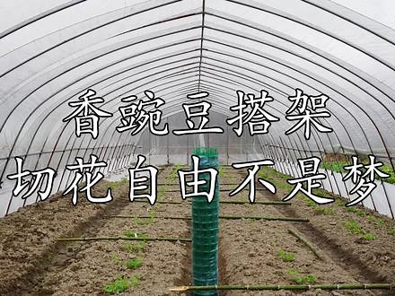 香豌豆下地15天，搭架牵引做花墙，为了实现切花自由梦，努力种植香豌豆，下地15天，长势良好，可以搭网架做牵引，做成花墙，走在花道上采花#香豌豆 #切花自由 #养花 - 抖音