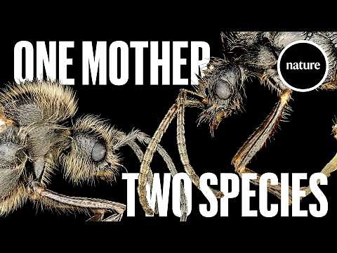 Iberian harvester ant queens are cloning different species to produce hybrid workers