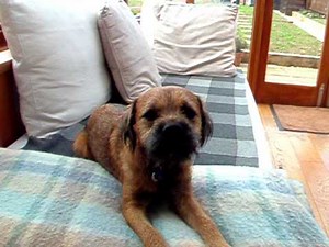 Toby The Border Terrier Singing