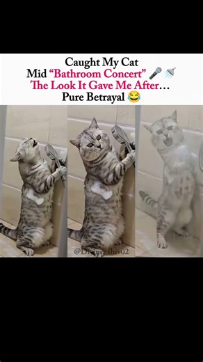 Caught My Cat Mid “Bathroom Concert” 😂🚿 | Priceless Reaction! #shorts #cat
