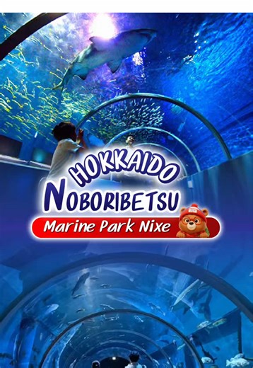 🇯🇵 ใครไปฮอกไกโด ต้องแวะที่นี่! Nixe Marine Park อควาเรียมสุดอลังการในปราสาท 🏰 ไฮไลท์คือโชว์จัดเต็มมาก 🐧 เพนกวินเดินพาเหรด 🦭 แมวน้ำสุดน่ารัก 🦭 สิงโตทะเลโชว์เก่งมาก 🐬 โลมาโชว์อลังการ ถ่ายรูปก็ปัง เดินก็เพลิน ครบจบในที่เดียว 💙 📍 Noboribetsu, Hokkaido #hokkaido #noboribetsu #เที่ยวญี่ปุ่น #รีวิวญี่ปุ่น #ฮอกไกโด @SEASONS HOLIDAY💫 @SEASONS HOLIDAY💫 @SEASONS HOLIDAY💫
