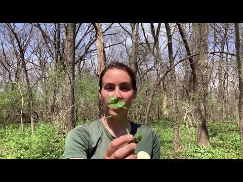 Garlic Mustard - What it is and how to get rid of it