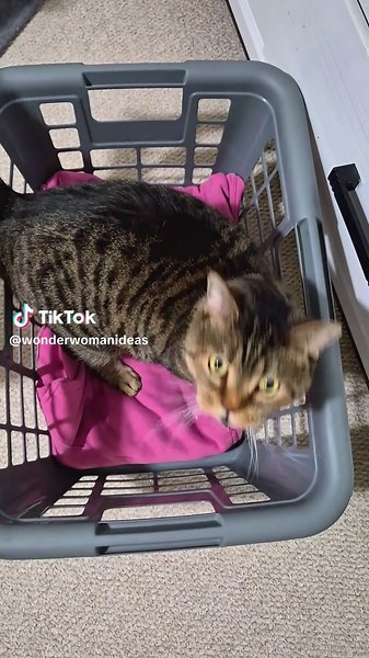 wonderwoman Cats (@wonderwomanideas)’s videos with original sound - wonderwoman Cats