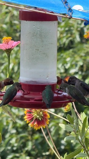 Hummingbird Feeder COVER So Pretty Hummingbirds Love the Flowers DIY Protection from Hot Sun & Rain