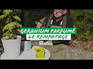 Repotting a scented geranium cutting