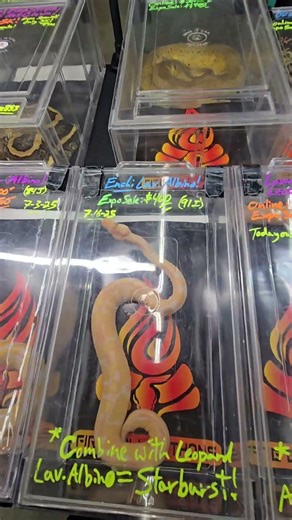 Beautiful Ball Python Morphs: San Bernardino Reptile Show 2025 😁 Hermosas Fases de Pitón Bola: 👇