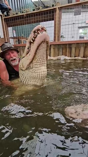 538K views · 3.9K reactions | Mr. Bo the Albino Alligator at Colorado Gator Farm #alligators #Gators #reptiles | Wild Charles | Facebook