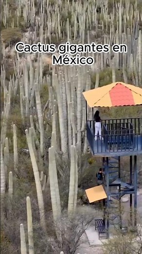 El desierto de cactus gigantes 😳 #mexico #puebla #lugaresincreibles #naturaleza