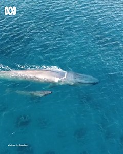 396K views · 10K reactions | How blue-tiful? Rare blue whale calf sighting off Cheynes Beach, WA  The incredible vision was captured at the popular whale-watching spot about 400km south-east of Perth. Details | https://ab.co/422WhoN  Jo Barden | ABC Perth | Facebook